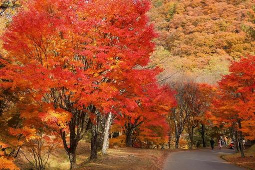紅葉　長野県　もみじ湖 秋,モミジ,木漏れ日の写真素材