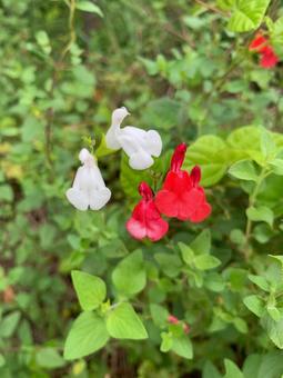 朱と白のチェリーセージ 朱と白のチェリーセージ 赤の花,白の花,チェリーセージの写真素材