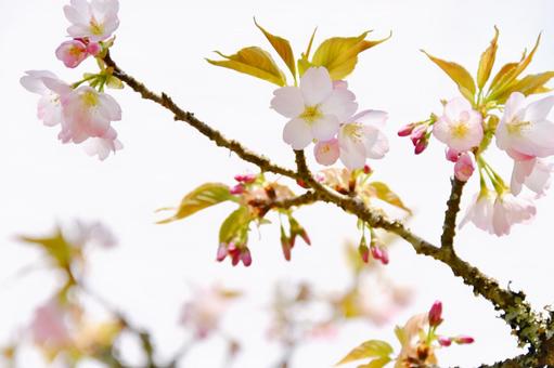 淡いピンクの桜 苔清水 淡いピンクの桜 苔清水 苔清水,桜,花の写真素材
