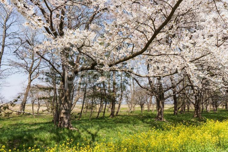 桜と菜の花がある風景１（大潟村） 菜の花,桜,春の写真素材