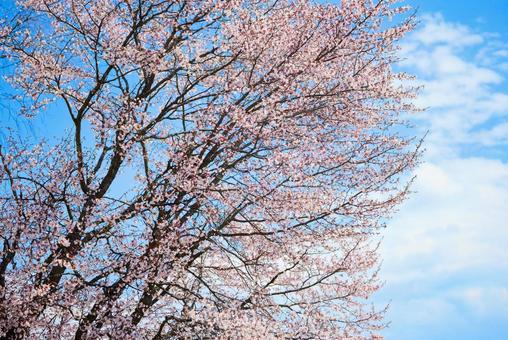 桜と青空 桜,花,春の写真素材