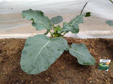 ブロッコリーの栽培 家庭菜園,ブロッコリー,栽培の写真素材