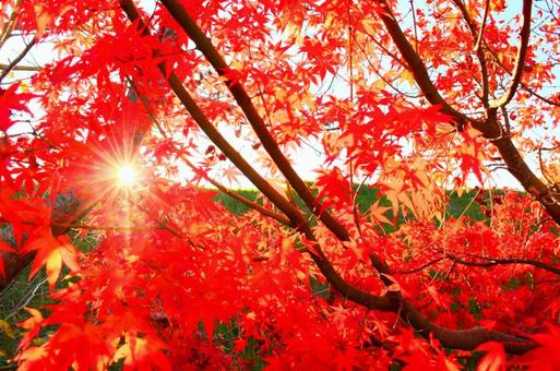赤い秋と夕陽の輝き 秋,紅葉,楓の写真素材