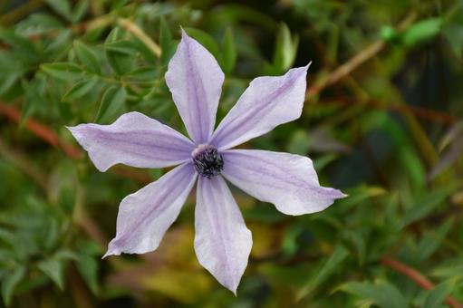 クレマチス 花,植物,花壇の写真素材