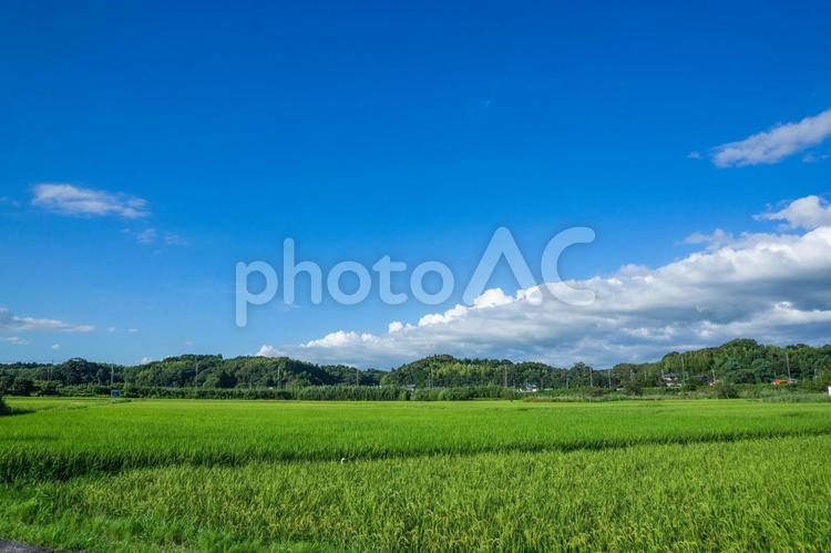 田園風景 田園風景,田舎,晴天の写真素材