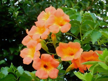 【花の写真】ノウゼンカズラ(凌霄花) 【花の写真】ノウゼンカズラ(凌霄花) ノウゼンカズラ,凌霄花,自然の写真素材