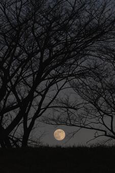 月の出 月,12月,冬の写真素材