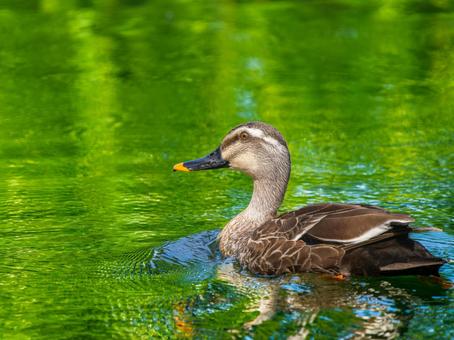 池を泳ぐカルガモ 池を泳ぐカルガモ カモ,カルガモ,鴨の写真素材