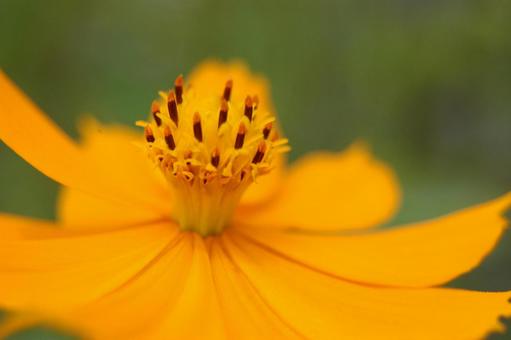 Yellow Cosmos, JPG Yellow Cosmos, JPG