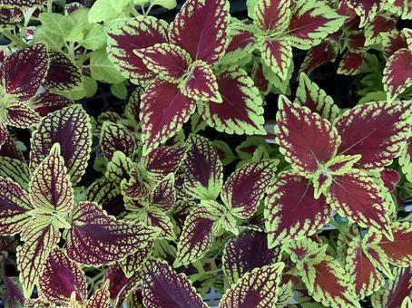 ユリウス 観葉植物 ユリウス 観葉植物の写真