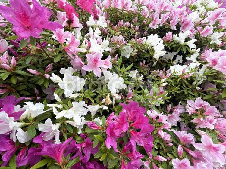 満開になった愛らしいつつじ　大阪府茨木市 つつじ,花,植物の写真素材