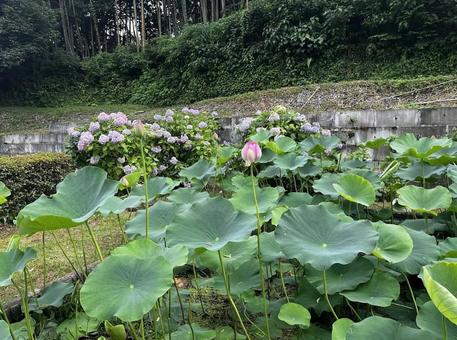 蓮と紫陽花 蓮と紫陽花の写真