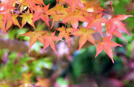 もみじの紅葉 もみじの紅葉の写真