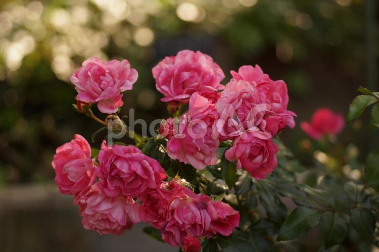 ピンクの薔薇 薔薇,花,秋の写真素材