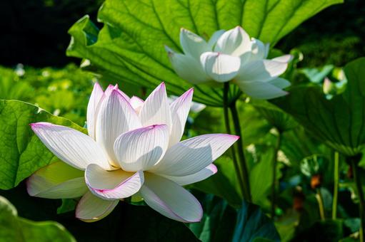 日差しを浴びた蓮の花 日差しを浴びた蓮の花の写真