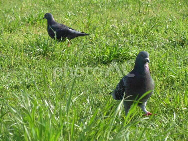 緑いっぱいの公園　森　鳩　朝の公園 湘南海岸公園の写真素材
