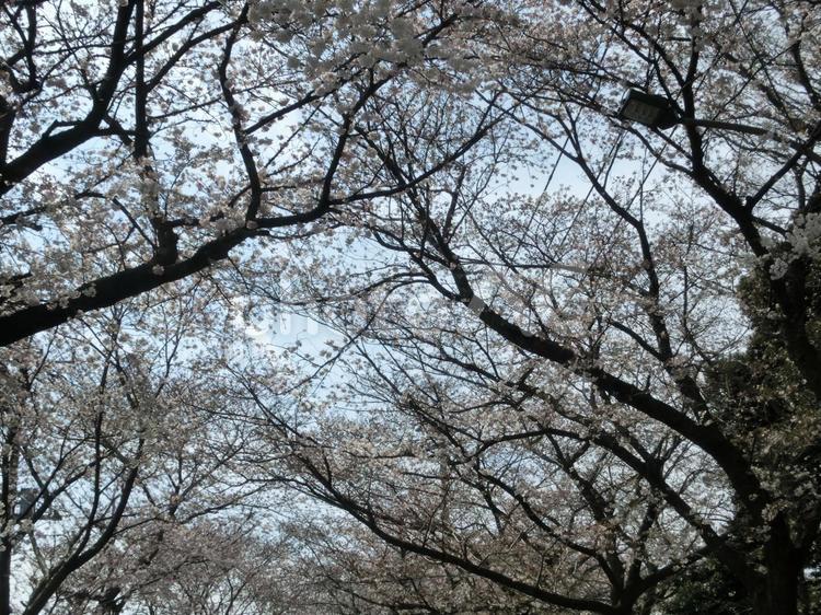仰ぐ桜木-1 仰ぐ桜木,さくら,サクラの写真素材