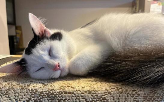 猫 猫の写真