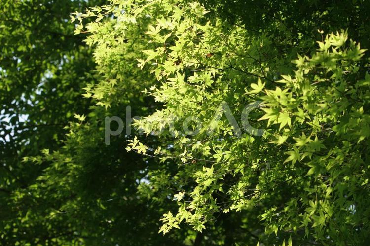 新緑の森のなか 新緑,木漏れ日,すがすがしいの写真素材