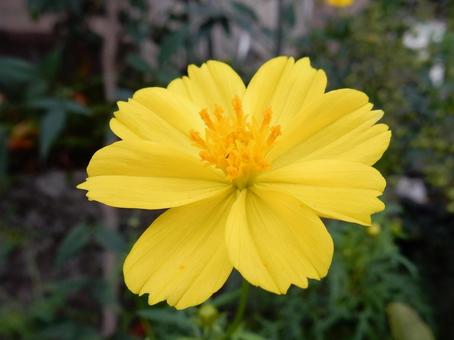 【花の写真】コスモス(秋桜) 【花の写真】コスモス(秋桜)の写真