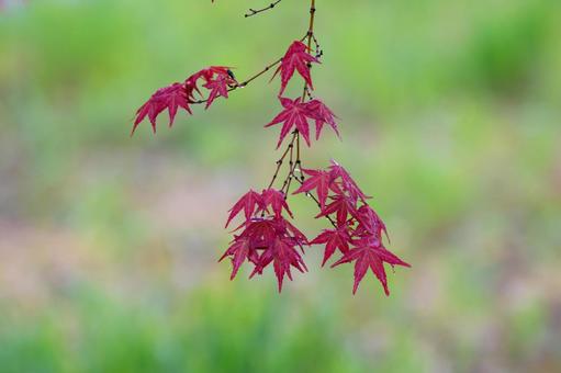 雨に濡れたモミジ 雨に濡れたモミジ もみじ,紅葉,カエデの写真素材