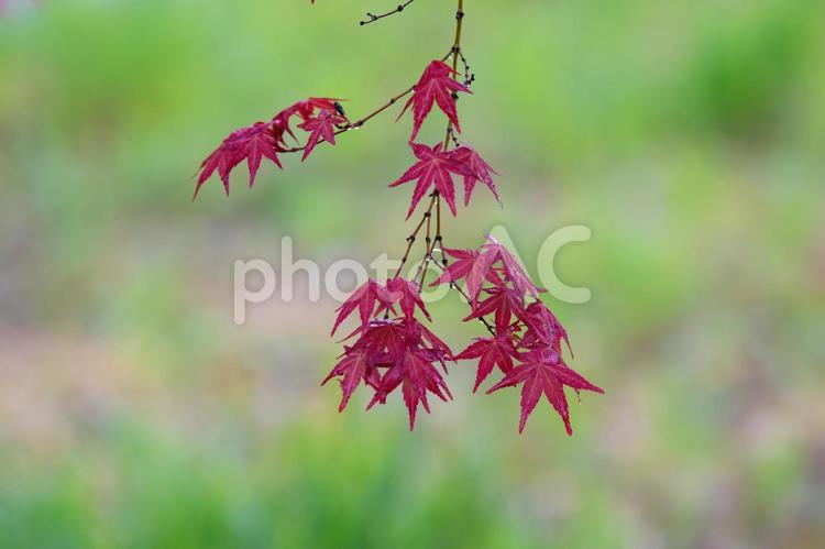 雨に濡れたモミジ もみじ,紅葉,カエデの写真素材