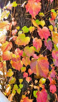 紅葉 紅葉の写真