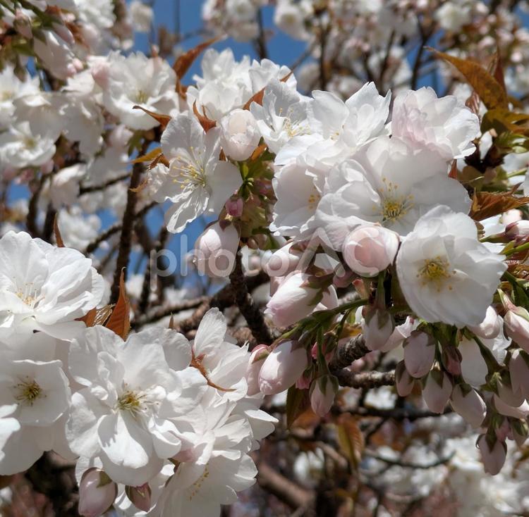 さくら　桜 サクラ,pink,springの写真素材