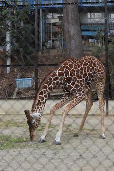 アミメキリン アミメキリン キリン,きりん,生物の写真素材