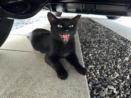 Black cat under the car, JPG