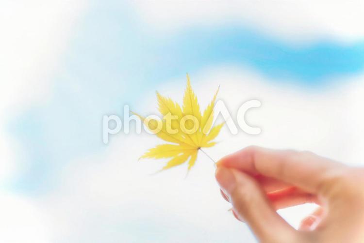 秋空と一緒に 紅葉,自然,秋の写真素材