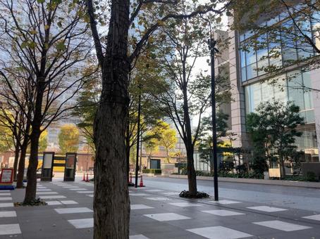 都会の街路樹 街路樹,木,ビルの写真素材