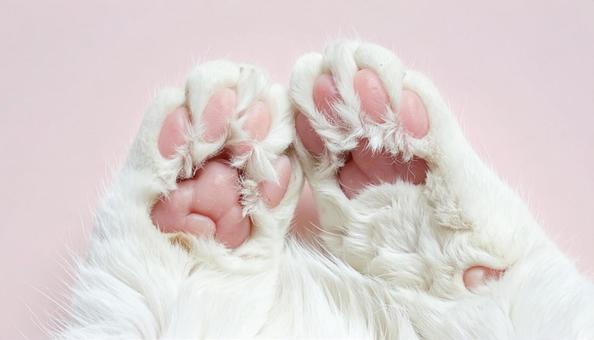 可愛い猫の手のアップの写真