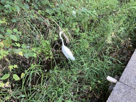 シラサギの写真