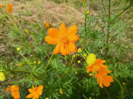 キバナコスモス キバナコスモス,コスモス,黄花秋桜の写真素材