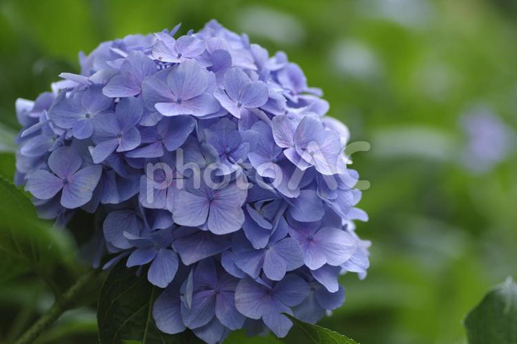 紫の大輪のあじさい 紫陽花,あじさい,アジサイの写真素材
