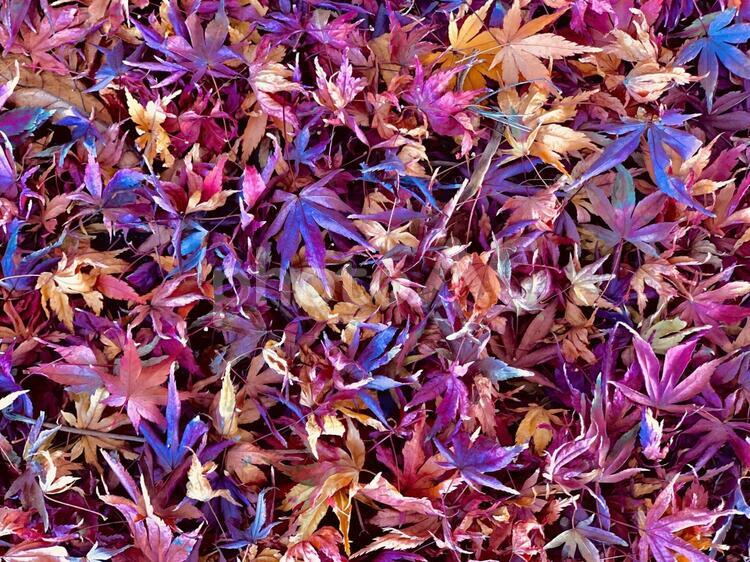 落葉したカエデ、楓、かえで、もみじ、紅葉 落葉,冬,テクスチャの写真素材