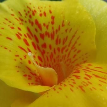 カンナ カンナ,花,花びらの写真素材