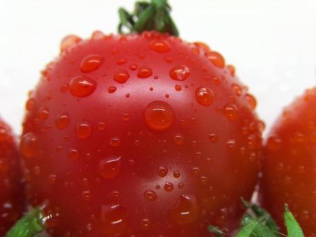 ミニトマトの実 ミニトマトの実の写真