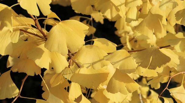 河口湖畔の黄葉した銀杏の葉 銀杏,黄葉,紅葉の写真素材