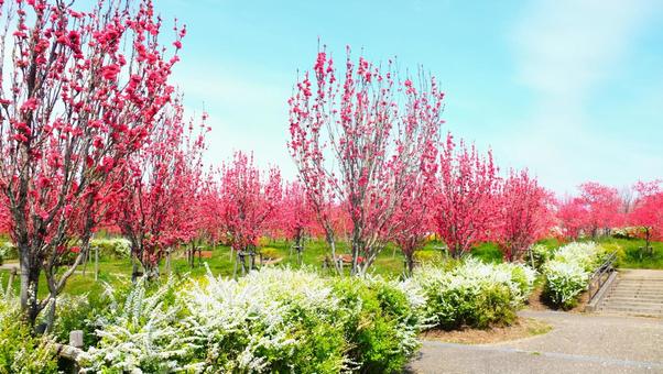 花桃 花桃の写真