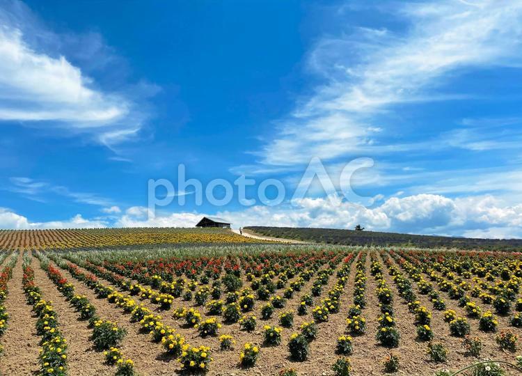 上富良野の花畑と青空 花畑,かんのファーム,上富良野の写真素材