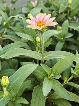 花壇の花 花壇の花の写真
