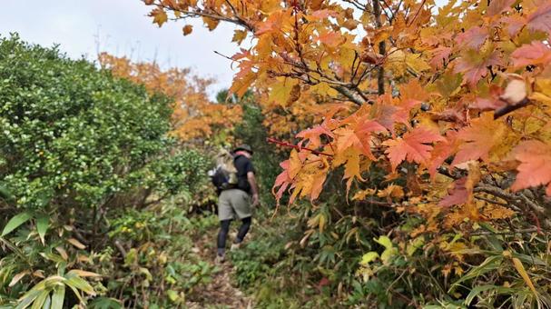 紅葉の登山道を歩く登山者 紅葉の登山道を歩く登山者 登山,縦走,登山者の写真素材
