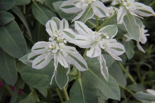 ハツユキソウ・初雪草　クローズアップ ハツユキソウ,葉の縁,雪化粧の写真素材