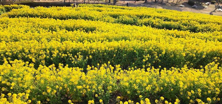 菜の花畑（神戸総合運動公園） 菜の花畑,菜の花,植物の写真素材