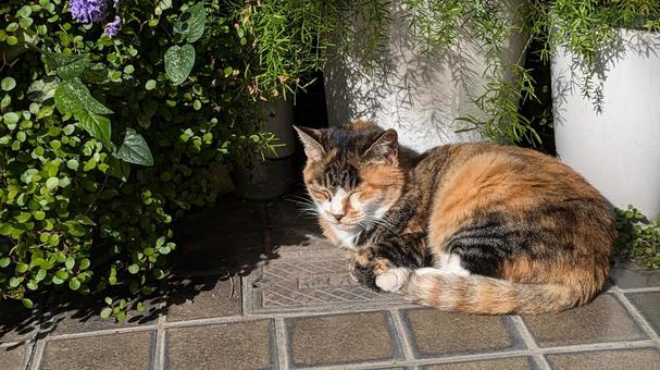 ねこ ねこ,猫,ネコの写真素材