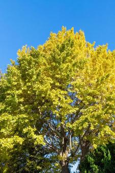 秋の気配・青空に映える黄色のイチョウ 紅葉,秋,秋イメージの写真素材