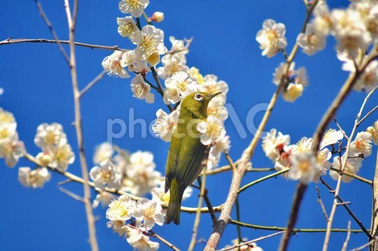 梅とメジロ③ メジロ,梅,梅林の写真素材