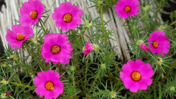 夏の花-314 夏の花-314の写真